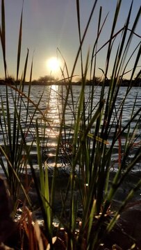 Vertical view of long grass on Altozano lake with beautiful sunset in the background in Mexico