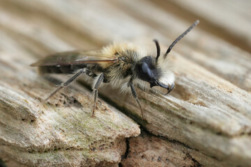 Detailed closeup on a male Mellow miner, Andrena mitis on a piece of wood