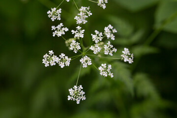 White Anthriscus sylvestris grows in the summer meadow. Cow parsley growing at the edge of a hay...