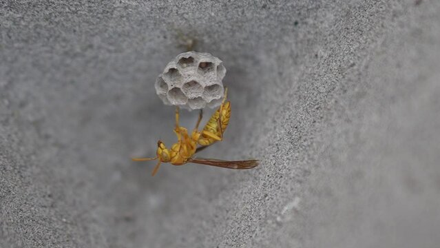 Ropalidia marginata is an Old World species of paper wasp, slow motion 240fps 
