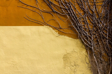 Bare ivy plant spreading on yellow stucco wall