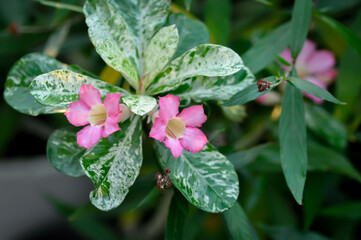 Desert rose, Impala lily or adenium obesum or Roem and Schult or Impala Lily or Pink Bignonia or Mock Azalea