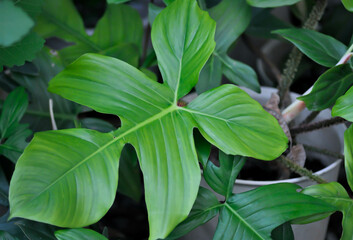Philodendron Squamiferum or Philodendron pedatum, Philodendron or ARACEAE