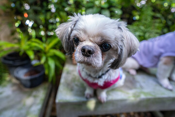 Two white poodles sit with their heads bowed on a stone table in the garden, looking sad.