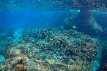Fototapeta na wymiar サンゴ礁を泳ぐ大きく美しいアオウミガメ（ウミガメ科）の群れ。スキンダイビングポイントの底土海水浴場。 航路の終点、太平洋の大きな孤島、八丈島。 東京都伊豆諸島。 2020年2月22日水中撮影。A school of Big beautiful green sea turtles (Chelonia mydas, family comprising sea turtles) swimmin