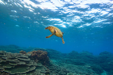 サンゴ礁を泳ぐ大きく美しいアオウミガメ（ウミガメ科）の群れ。

スキンダイビングポイントの底土海水浴場。
航路の終点、太平洋の大きな孤島、八丈島。
東京都伊豆諸島。
2020年2月22日水中撮影。


A school of Big beautiful green sea turtles (Chelonia mydas, family comprising sea turtles) swimmin