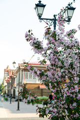 A blooming pale pink apple tree in the city. Niedzwetzky apple (malus niedzwetzkyana)