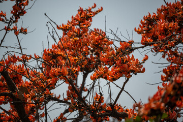The palash is known as the 'Flame of Forest.'
