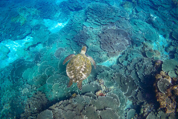 サンゴ礁を泳ぐ大きく美しいアオウミガメ（ウミガメ科）の群れ。

スキンダイビングポイントの底土海水浴場。
航路の終点、太平洋の大きな孤島、八丈島。
東京都伊豆諸島。
2020年2月22日水中撮影。


A school of Big beautiful green sea turtles (Chelonia mydas, family comprising sea turtles) swimmin