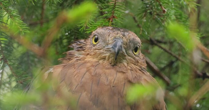 European honey buzzard (Pernis apivorus), also known as the pern or common pern,is a bird of prey in the family Accipitridae