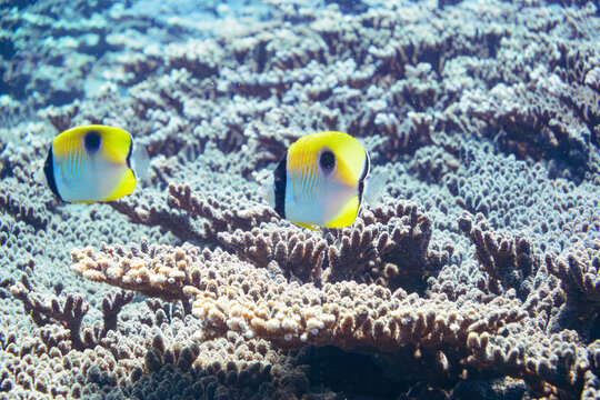 素晴らしいサンゴ礁の美しいイッテンチョウチョウウオ（チョウチョウウオ科）他の群れ。

スキンダイビングポイントの底土海水浴場。
航路の終点、太平洋の大きな孤島、八丈島。
東京都伊豆諸島。
2020年2月22日水中撮影。

A school of the Beautiful Teardrop butterflyfish (Chaetodon unimaculatus) and others in W