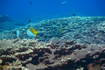 素晴らしいサンゴ礁の美しいトゲチョウチョウウオ（チョウチョウウオ科）他の群れ。

スキンダイビングポイントの底土海水浴場。
航路の終点、太平洋の大きな孤島、八丈島。
東京都伊豆諸島。
2020年2月22日水中撮影。

A beautiful school of Threadfin Butterflyfish and others in Wonderful coral reefs.

Sokodo 