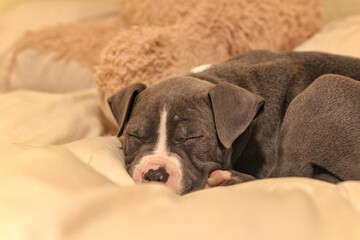 Blue Pit bull puppy happily sleeping on a bed indoors, with teddy bear in the background, no people, warm environment color, off leash
