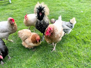 Down balls interspersed with golden rays of sunlight, hens walk on the green grass