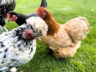 Down balls interspersed with golden rays of sunlight, hens walk on the green grass