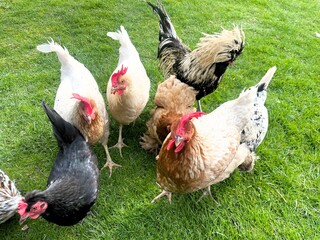 Down balls interspersed with golden rays of sunlight, hens walk on the green grass
