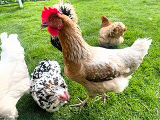 Down balls interspersed with golden rays of sunlight, hens walk on the green grass