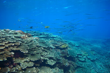 Fototapeta na wymiar 素晴らしいサンゴ礁の美しいサヨリ（サヨリ科）の群れ。スキンダイビングポイントの底土海水浴場。 航路の終点、太平洋の大きな孤島、八丈島。 東京都伊豆諸島。 2020年2月22日水中撮影。A school of the Beautiful Halfbeak in Wonderful coral reefs.Sokodo Beach, a skin diving point. Izu Is