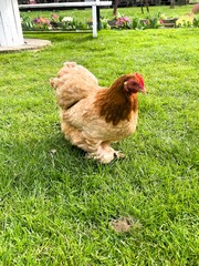 Down balls interspersed with golden rays of sunlight, hens walk on the green grass