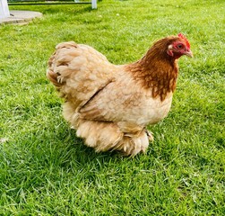 Fototapeta premium Down balls interspersed with golden rays of sunlight, hens walk on the green grass