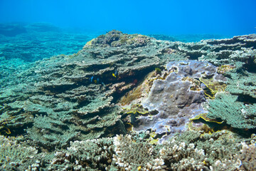 素晴らしいサンゴ礁の美しいイソギンチャク畑の可愛いクマノミ（クマノミ亜科）のペア。

スキンダイビングポイントの底土海水浴場。
航路の終点、太平洋の大きな孤島、八丈島。
東京都伊豆諸島。
2020年2月22日水中撮影。

The Lovely Yellowtail clownfish Pair in Beautiful Sea Anemones in Wonderful coral reefs.
