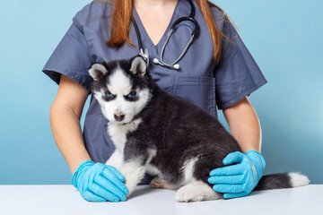 Veterinarian with a Siberian Husky puppy