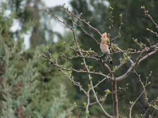 bird, hoopoe, branch, nature, fauna, tree, park, sunset, wings,