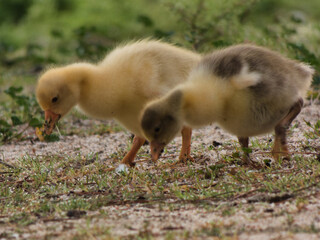 goose, young, animal, bird, nature, meadow, park, grass, grazing