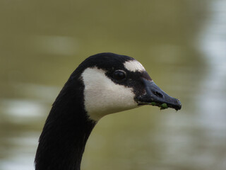 Obraz premium goose, Canada goose, animal, bird, nature, meadow, park, grass,