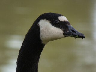 goose, Canada goose, animal, bird, nature, meadow, park, grass,