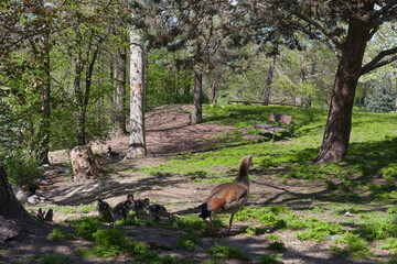goose, egyptian, bird, animal, young, nature, view, park, plants