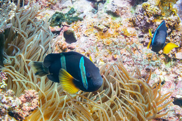 素晴らしいサンゴ礁の美しいイソギンチャク畑の可愛いクマノミ（クマノミ亜科）のペア。

スキンダイビングポイントの底土海水浴場。
航路の終点、太平洋の大きな孤島、八丈島。
東京都伊豆諸島。
2020年2月22日水中撮影。

The Lovely Yellowtail clownfish Pair in Beautiful Sea Anemones in Wonderful coral reefs.
