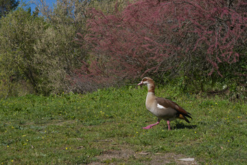 goose bird adult in the city park on the meadow