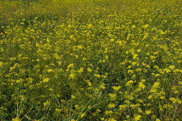 Fototapeta premium field, agriculture, plants, flowers, rapeseed, nature, harvest,