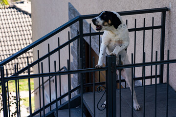 Barking dog german shorthaired pointer, guard dog.