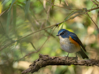 森の中で枯れた枝に留まっているルリビタキの雄