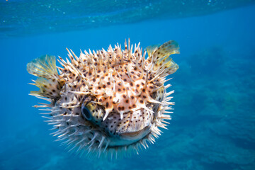 素晴らしいサンゴ礁の美しく大きなネズミフグ（ハリセンボン科）。

スキンダイビングポイントの底土海水浴場。
航路の終点、太平洋の大きな孤島、八丈島。
東京都伊豆諸島。
2020年2月22日水中撮影。

The Beautiful and large Spot-fin porcupinefish in Wonderful coral reefs.

Sokodo Beach, a skin divi - obrazy, fototapety, plakaty
