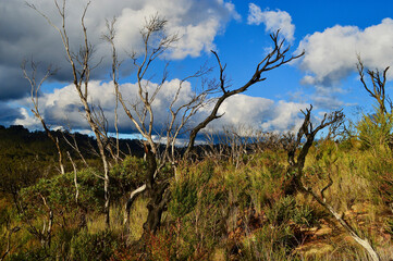 A burned tree in regenerating vegetation at Narrowneck in the Blue Mountains of Australia.