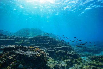 素晴らしいサンゴ礁のキホシスズメダイ（スズメダイ科）、ヤマブキベラ（ベラ科）他の群れ。

スキンダイビングポイントの底土海水浴場。
航路の終点、太平洋の大きな孤島、八丈島。
東京都伊豆諸島。
2020年2月22日水中撮影。

A school of the Northern yellow-spotted chromis (Chromis yamakawai Iwatsubo & Motomura)