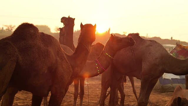 Camels in slow motion at the Pushkar Fair, also called the Pushkar Camel Fair or locally as Kartik Mela is an annual multi-day livestock fair and cultural held in the town of Pushkar Rajasthan, India.