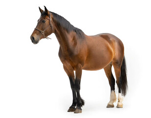 braunes Pferd auf vier beinen isoliert auf weißen Hintergrund, Freisteller 