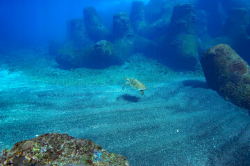 サンゴ礁を泳ぐ大きく美しいアオウミガメ（ウミガメ科）の群れ。

スキンダイビングポイントの底土海水浴場。
航路の終点、太平洋の大きな孤島、八丈島。
東京都伊豆諸島。
2020年2月22日水中撮影。


A school of Big beautiful green sea turtles (Chelonia mydas, family comprising sea turtles) swimmin