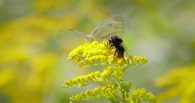 Shaggy Bumblebee pollinating and collects nectar from the yellow flower of the plant