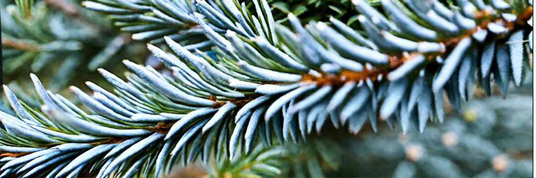 Colorado spruce 'Hoopsii', Hoop's Blue Spruce, Hopsy spruce, Hoopsie blue spruce, Hopsy blue spruce