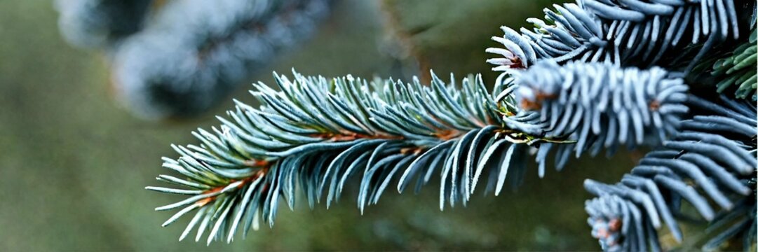 Colorado spruce 'Hoopsii', Hoop's Blue Spruce, Hopsy spruce, Hoopsie blue spruce, Hopsy blue spruce