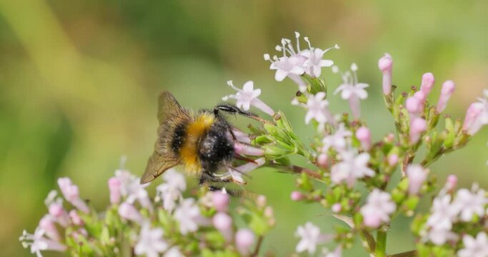 Bumblebee collects flower nectar at sunny day. Bumble bee in macro shot in slow motion.