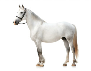 Obraz na płótnie Canvas Weißes Pferd auf vier beinen isoliert auf weißen Hintergrund, Freisteller 