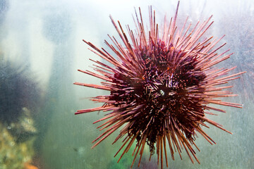 4k ultra hd image of Close-up of Sea Urchin