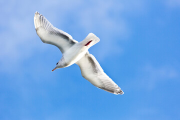 Majestic Airborne Seagull: Stunning 4K Ultra HD Picture of Seagull in Flight