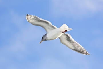 Majestic Airborne Seagull: Stunning 4K Ultra HD Picture of Seagull in Flight